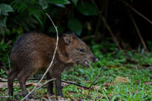 peccary